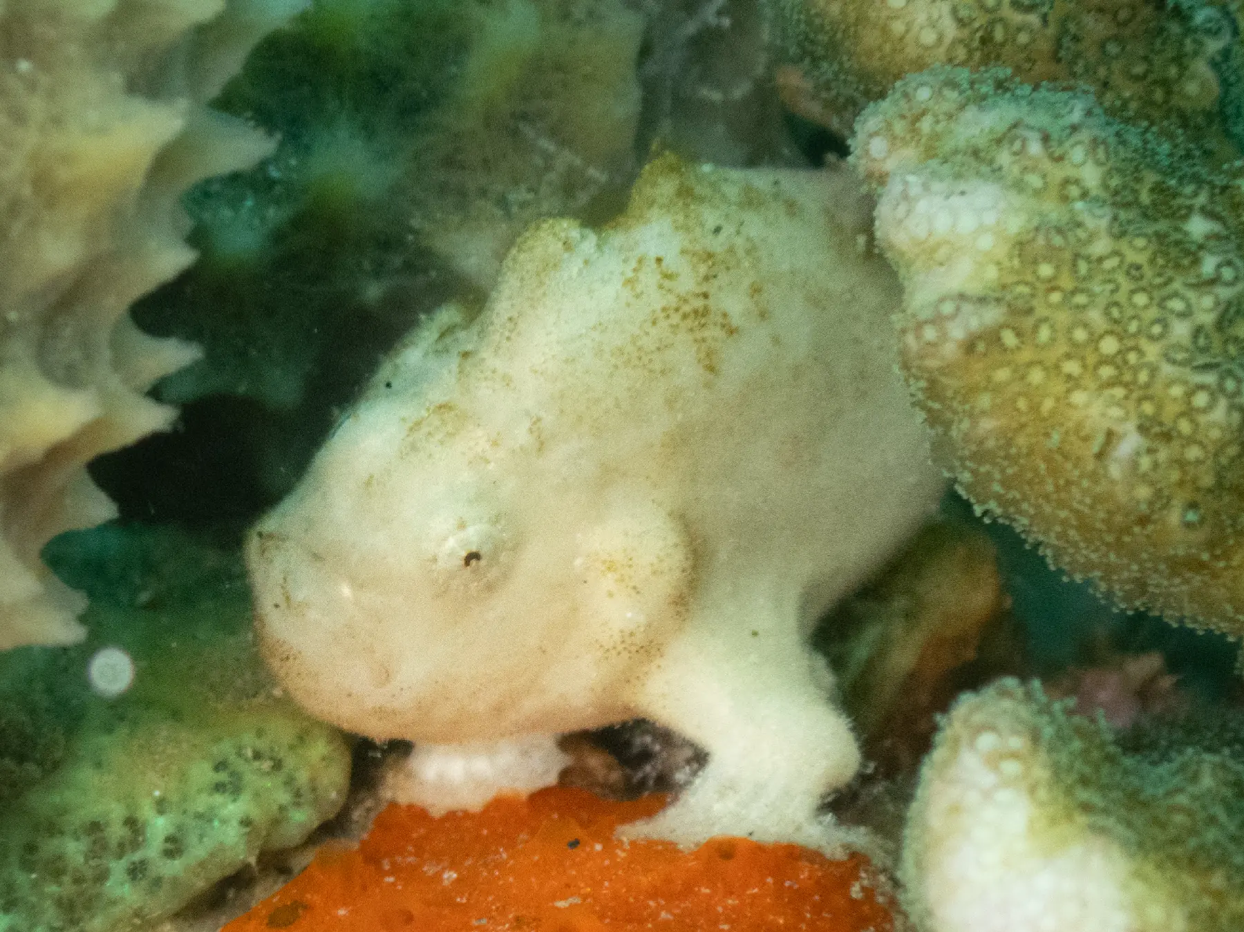 Frogfish photographed in Ambon