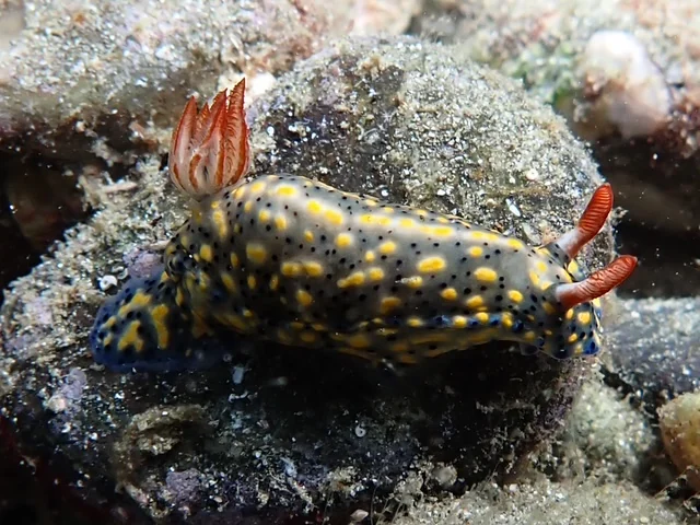 Ambon underwater photography gallery image