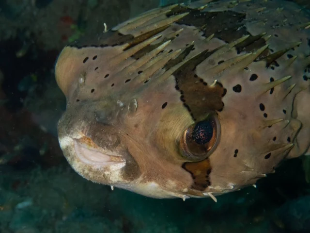 Ambon underwater photography gallery image
