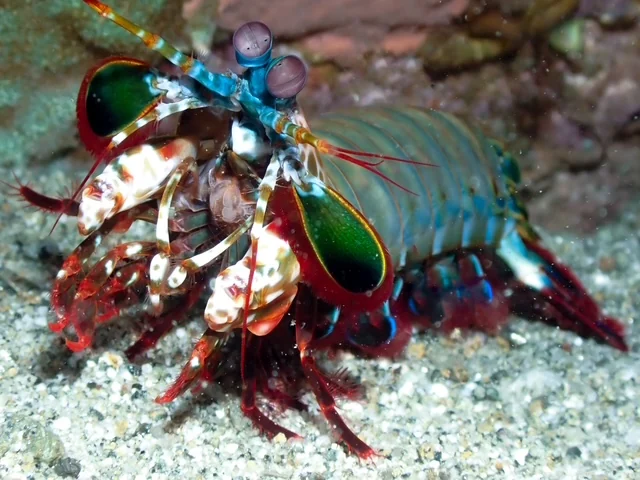 Ambon underwater photography gallery image