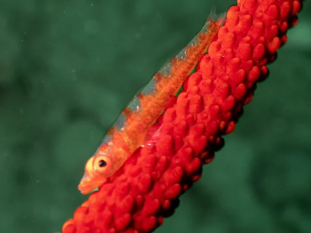 Ambon underwater photography gallery image