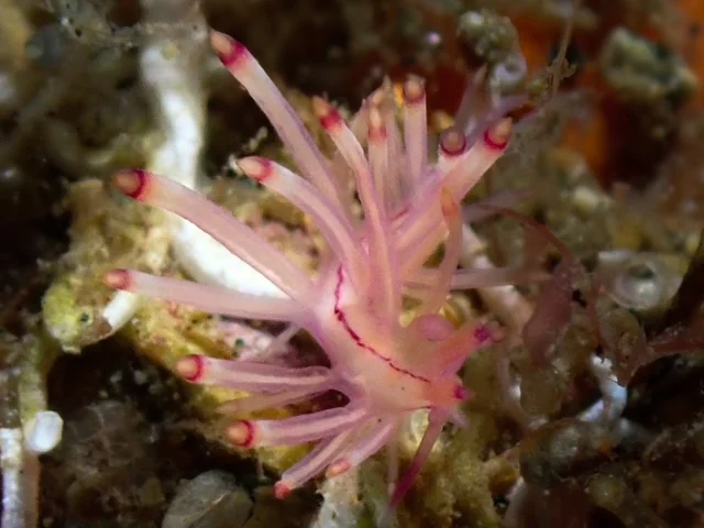 Ambon underwater photography gallery image