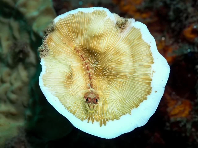 Ambon underwater photography gallery image