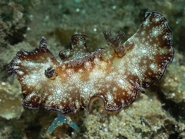Ambon underwater photography gallery image