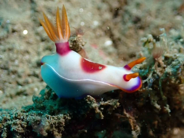 Ambon underwater photography gallery image
