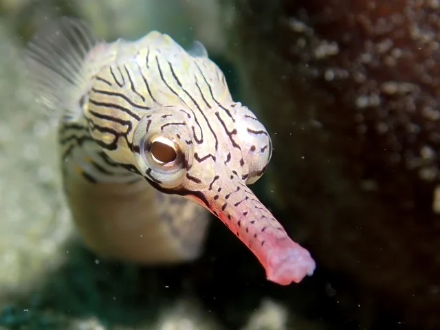 Ambon underwater photography gallery image