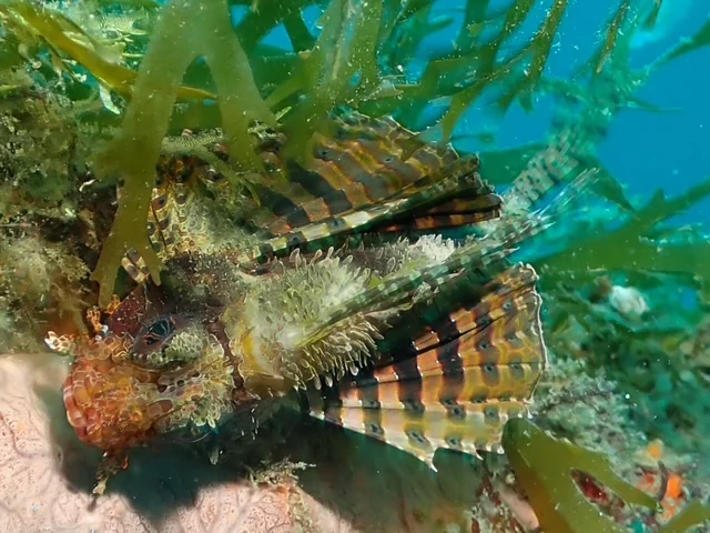 Ambon underwater photography gallery image
