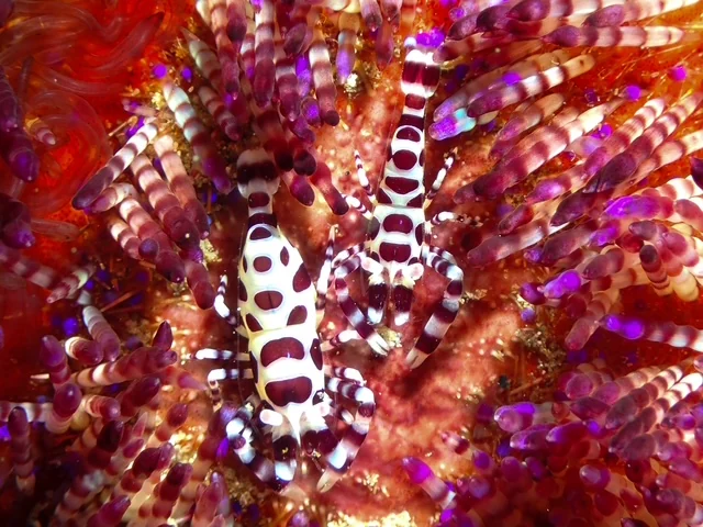 Ambon underwater photography gallery image