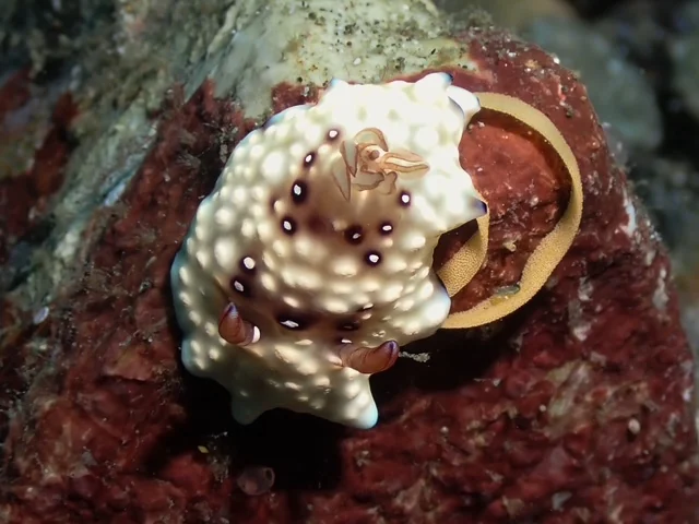 Ambon underwater photography gallery image