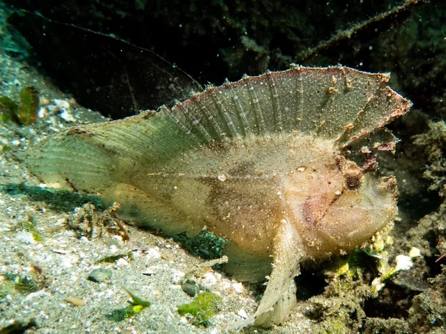 Ambon underwater photography gallery image