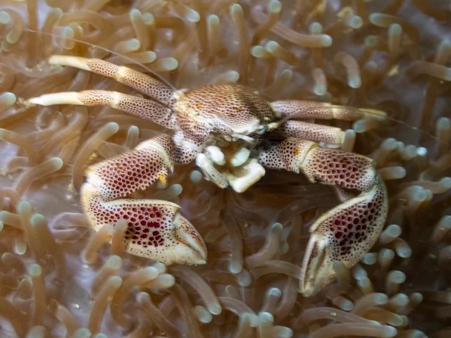 Ambon underwater photography gallery image