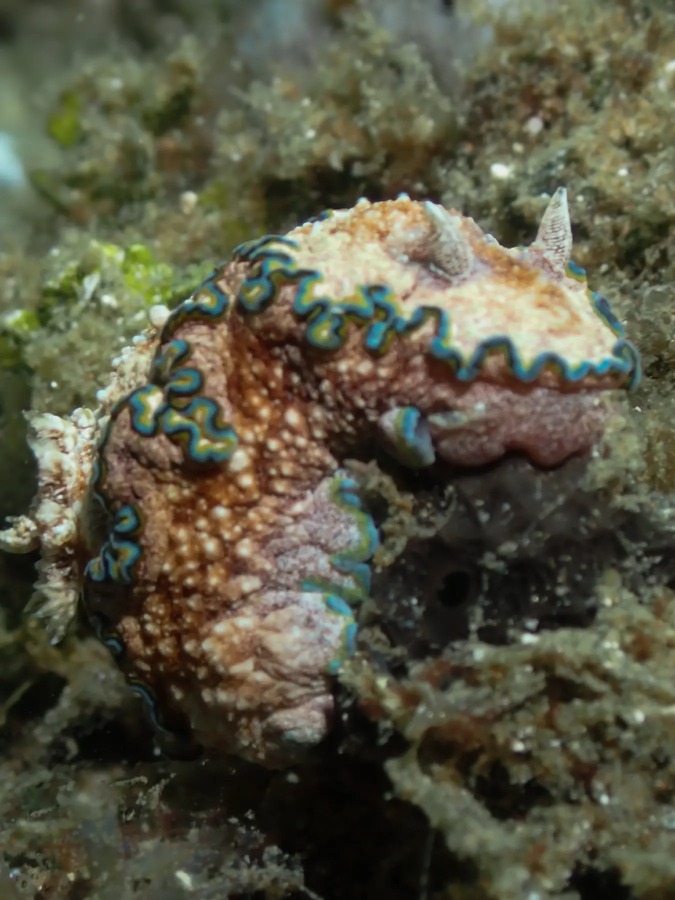 Nudibranch photographed in Ambon