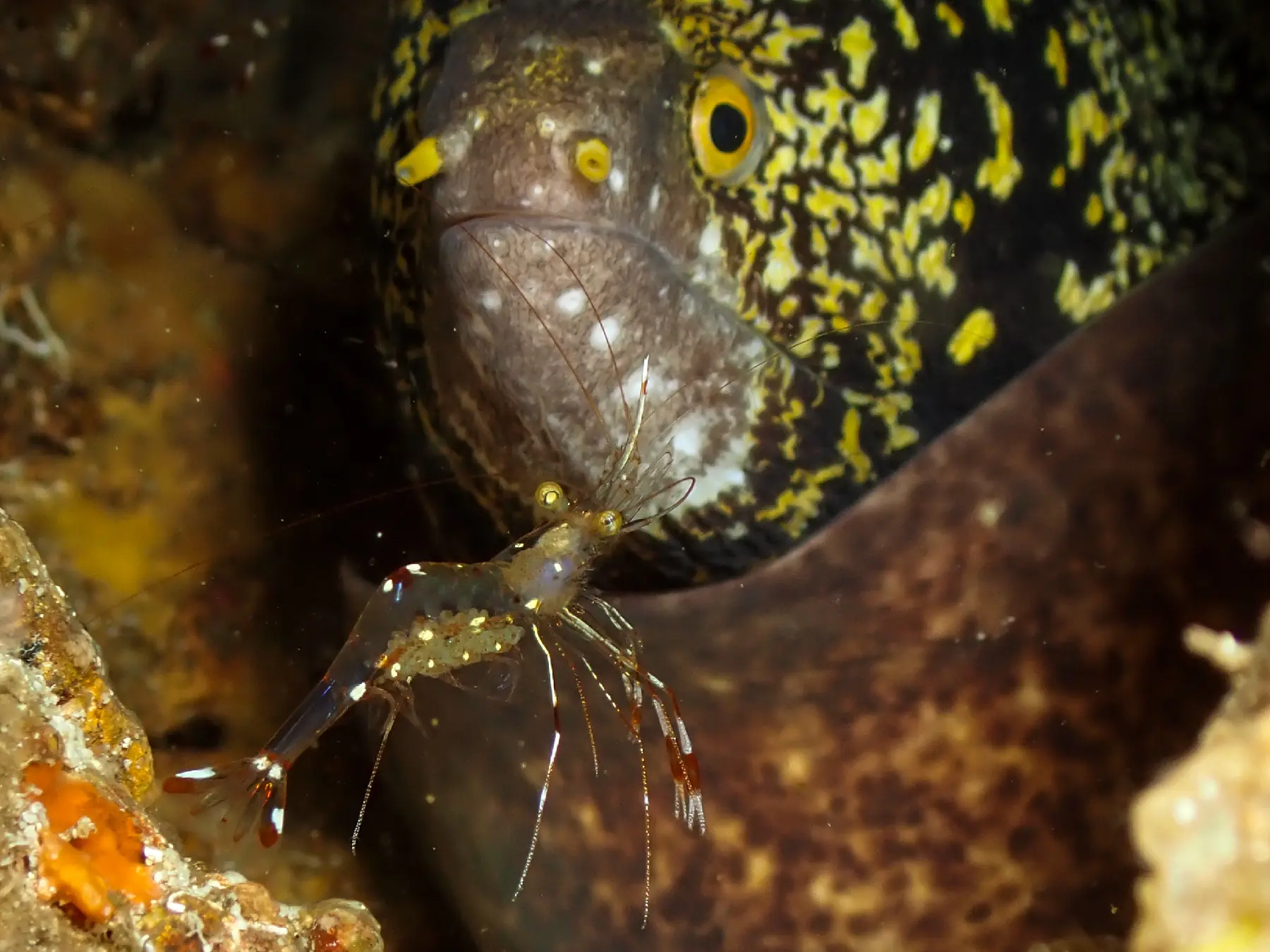 Cleaning shrimp photographed in Anilao