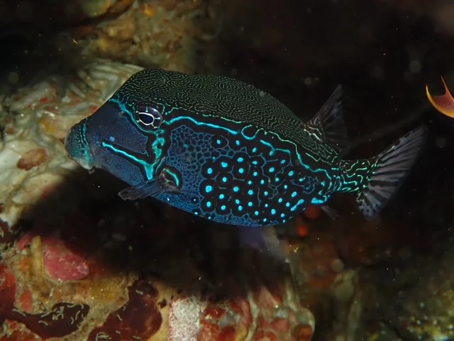 Anilao underwater photography gallery image