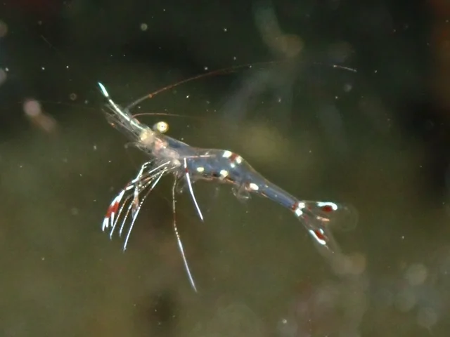 Anilao underwater photography gallery image