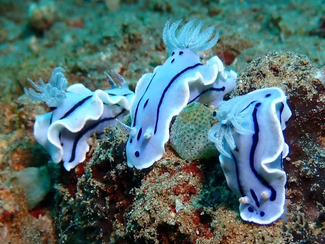 Anilao underwater photography gallery image