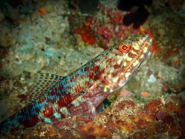 Anilao underwater photography gallery image