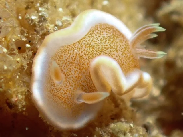 Anilao underwater photography gallery image