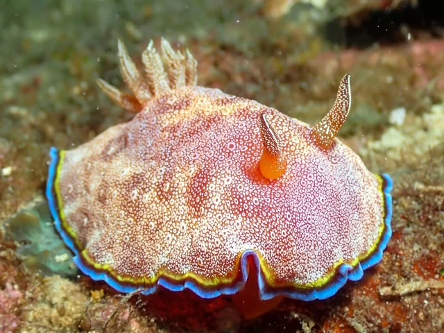 Anilao underwater photography gallery image