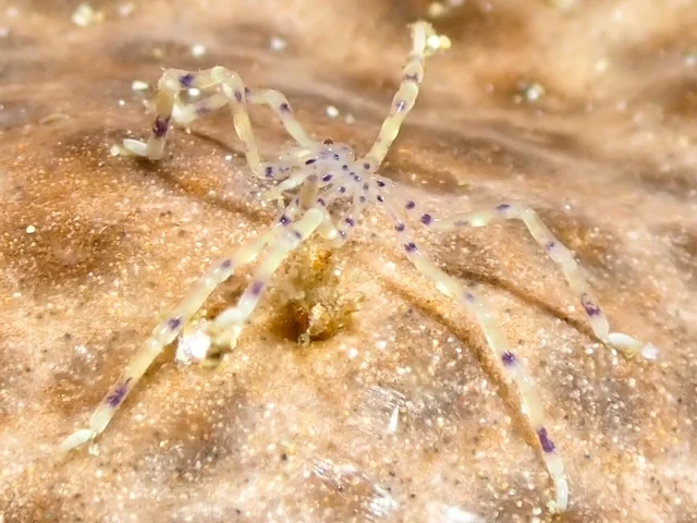 Anilao underwater photography gallery image