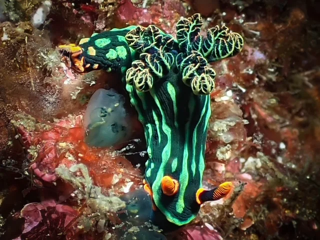 Anilao underwater photography gallery image