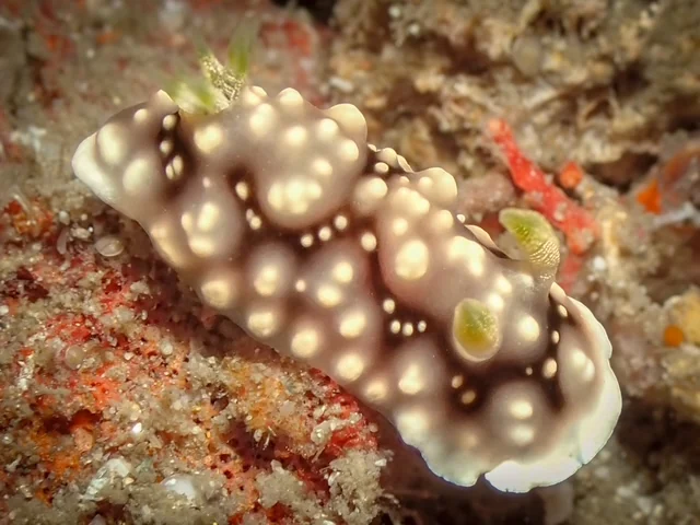 Anilao underwater photography gallery image