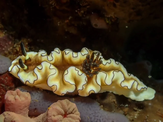 Anilao underwater photography gallery image