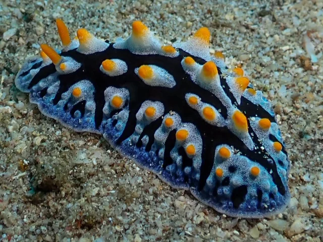 Anilao underwater photography gallery image