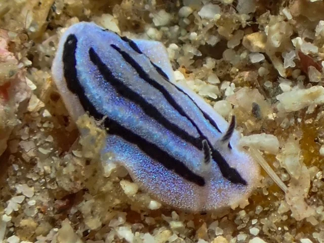 Anilao underwater photography gallery image