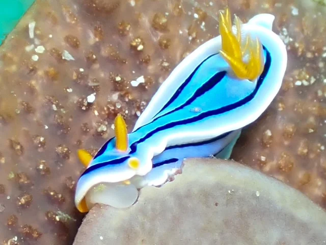 Anilao underwater photography gallery image