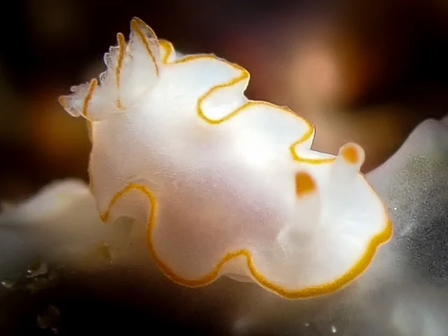 Anilao underwater photography gallery image