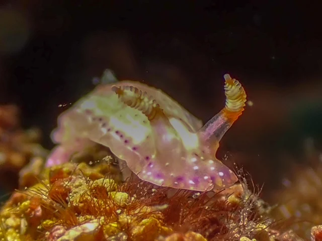 Anilao underwater photography gallery image