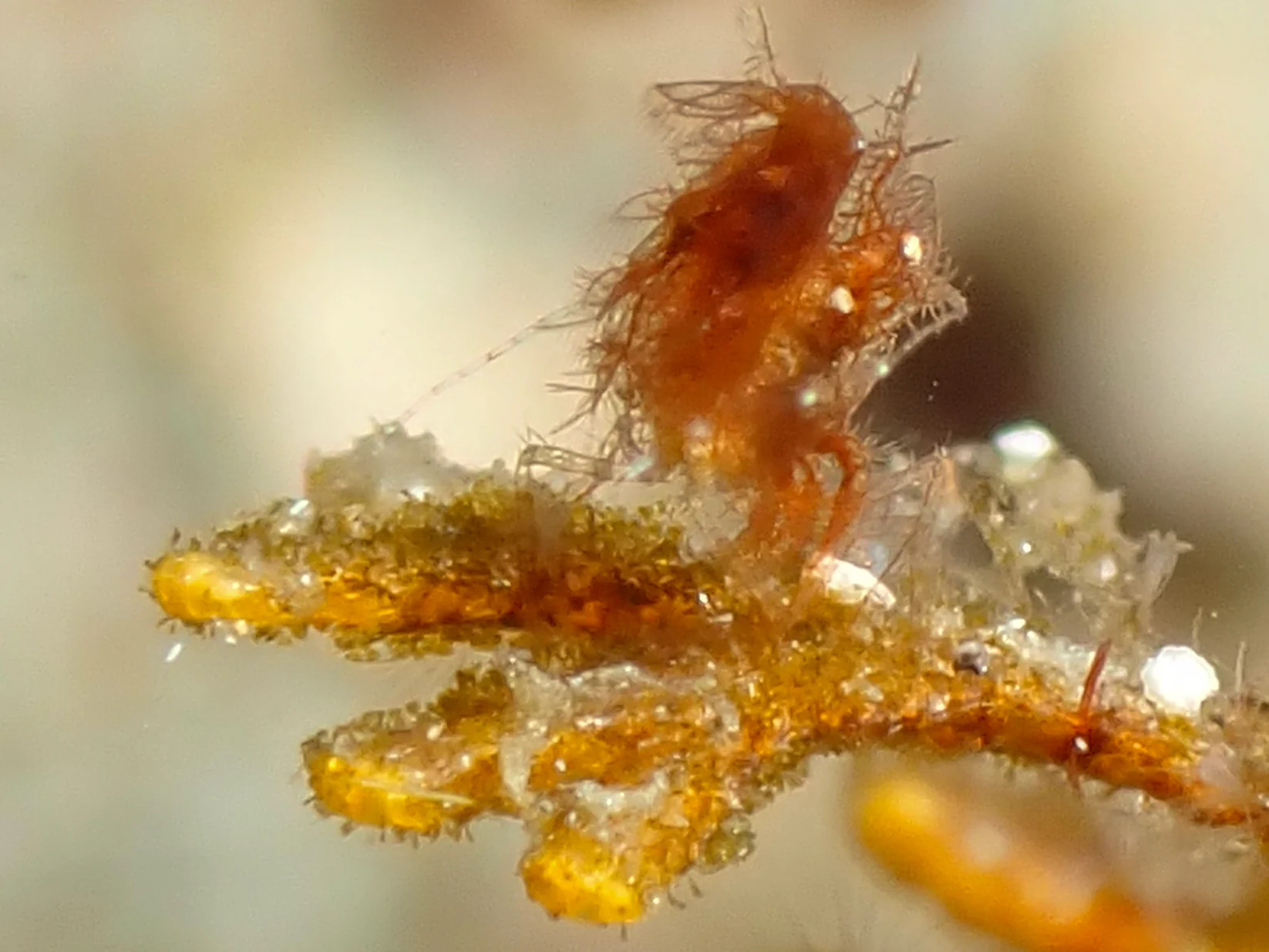 Anilao underwater photography gallery image
