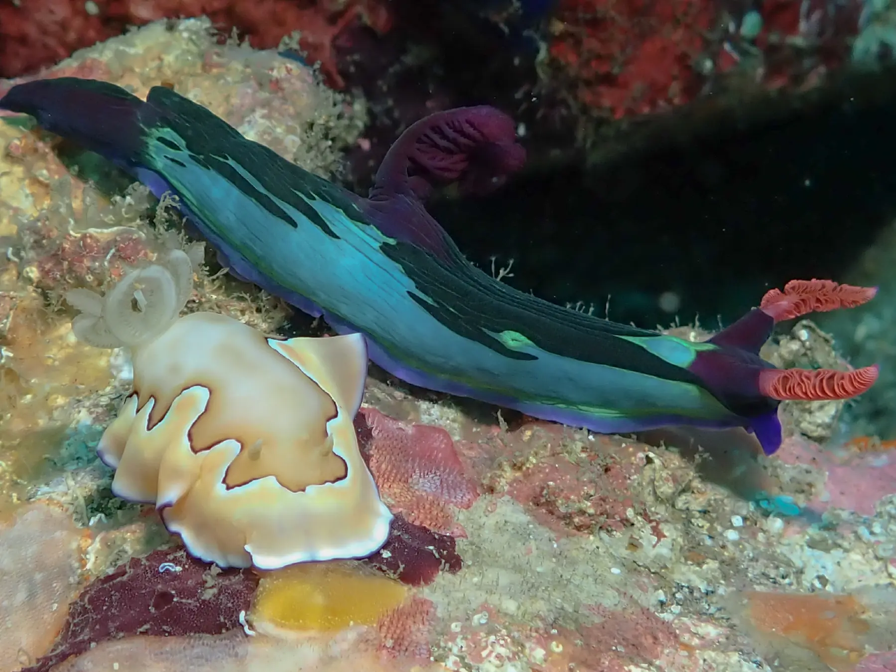Nudibranch photographed in Anilao