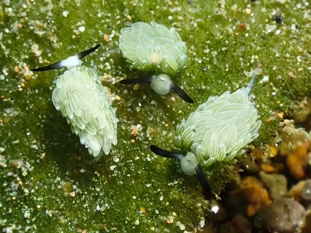 Small green nudibranchs photographed on algae for the MacroDivers home page introduction