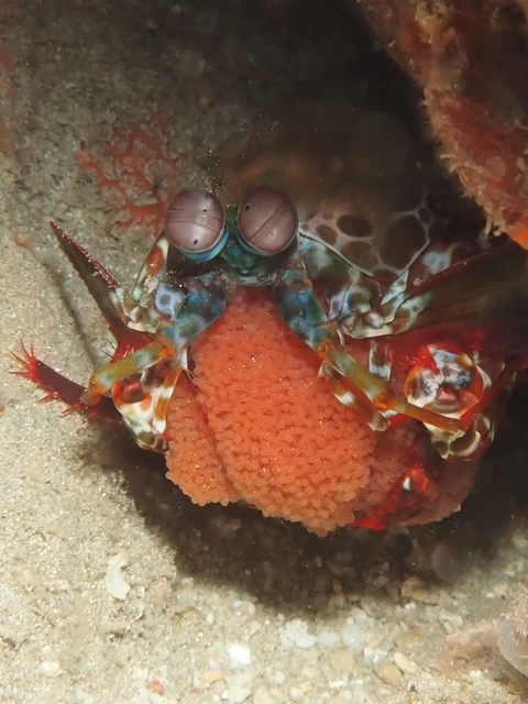 MacroDivers underwater macro photography