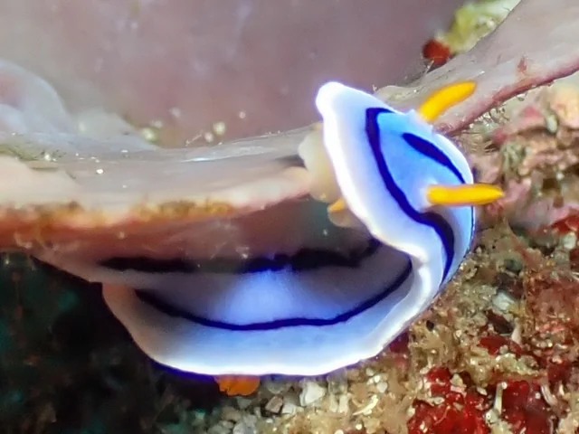 MacroDivers underwater macro photography