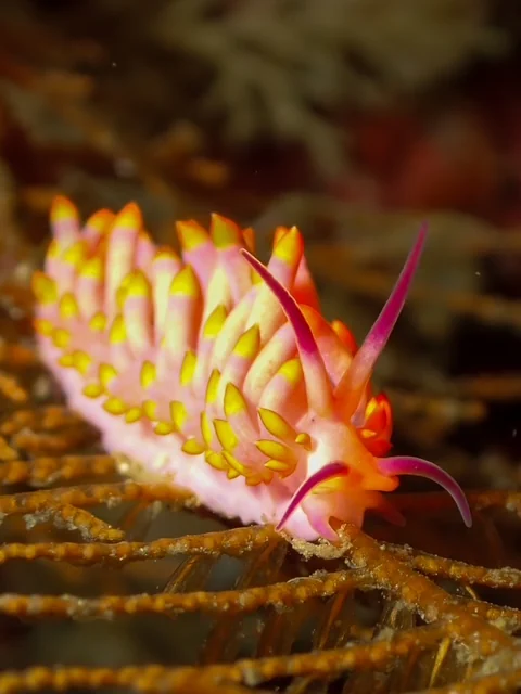 MacroDivers underwater macro photography