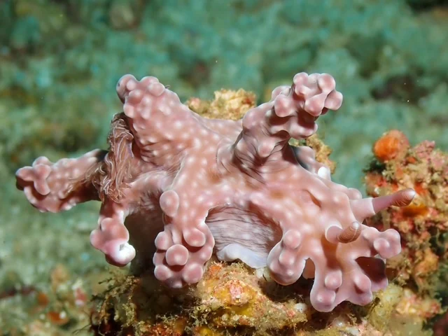 MacroDivers underwater macro photography