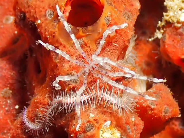 MacroDivers underwater macro photography