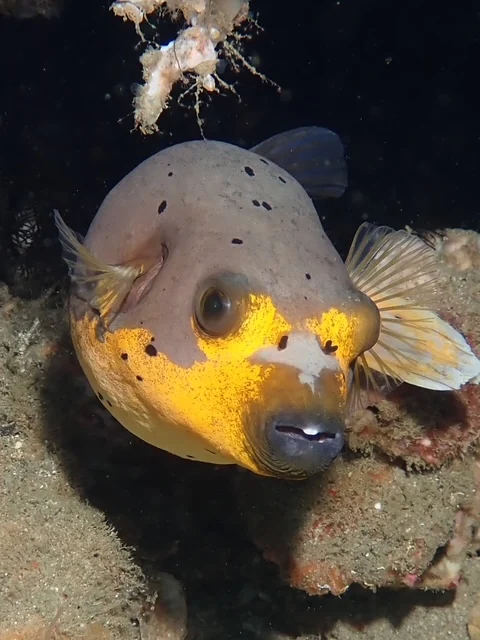 MacroDivers underwater macro photography
