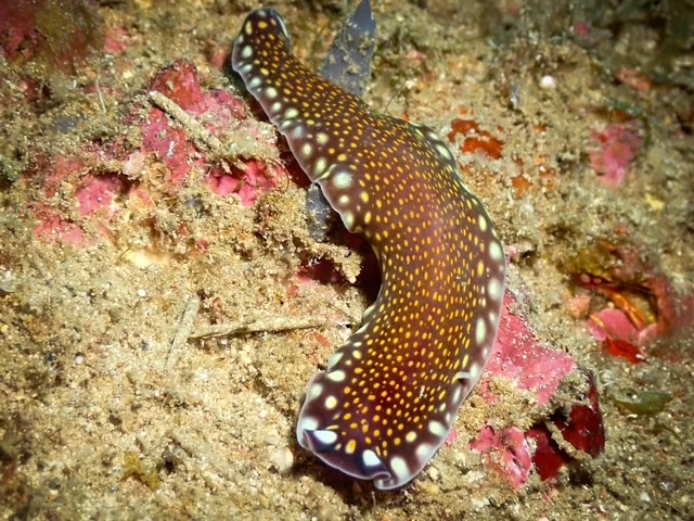 MacroDivers underwater macro photography