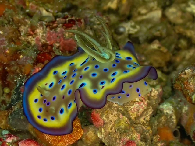 MacroDivers underwater macro photography