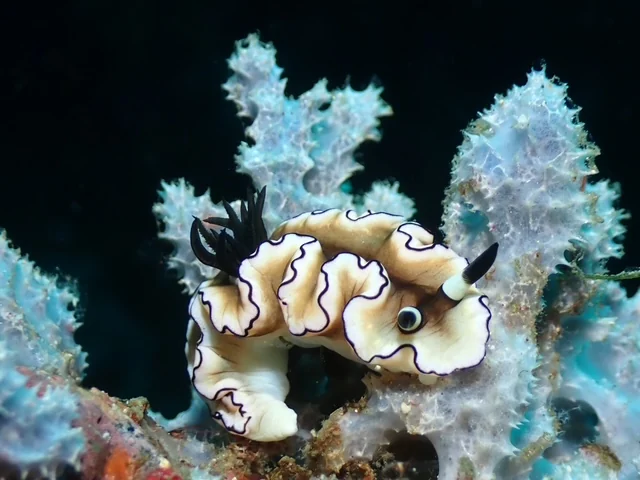 MacroDivers underwater macro photography