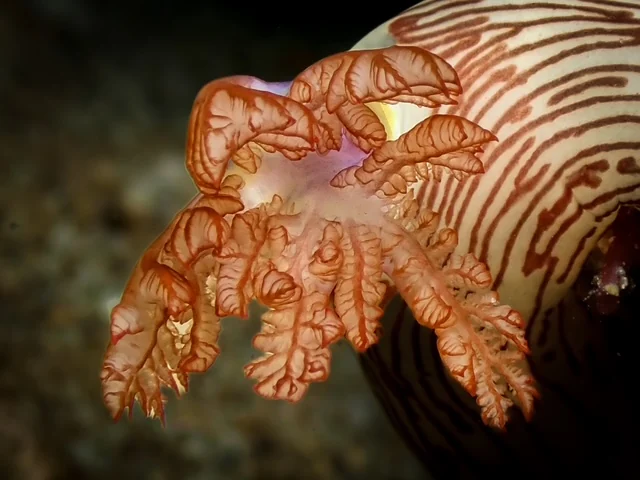 MacroDivers underwater macro photography
