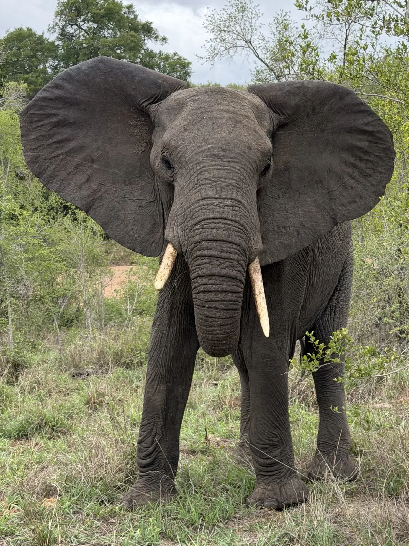 Amazed how close we get to an African elephant in Kruger Game Reserve