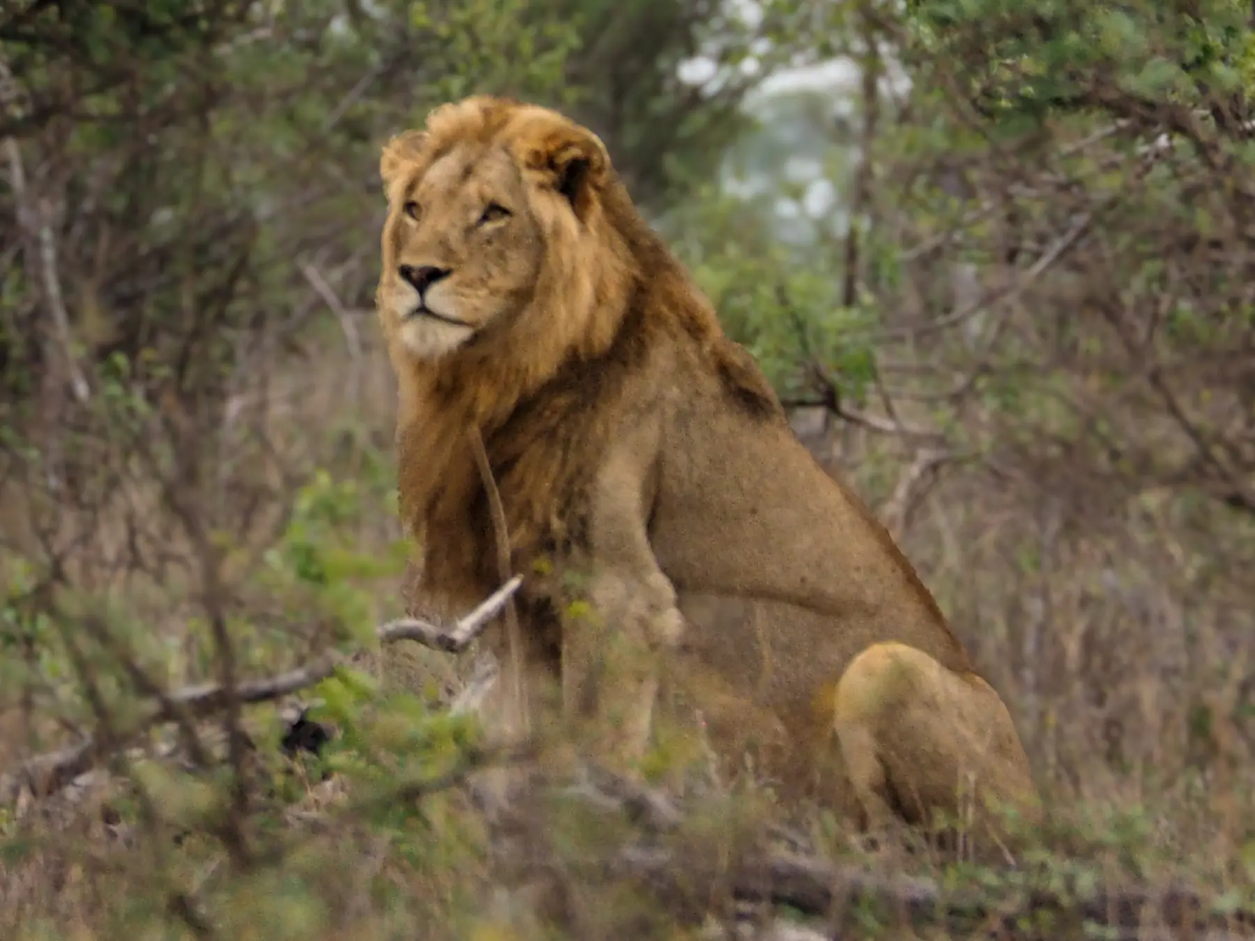 Male lion photographed in Kruger Game Reserve