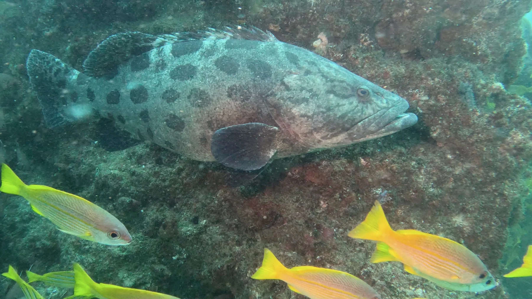 Mozambique underwater photography gallery image