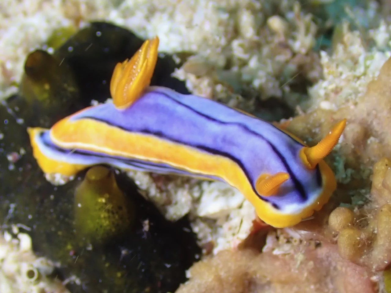 Mozambique underwater photography gallery image