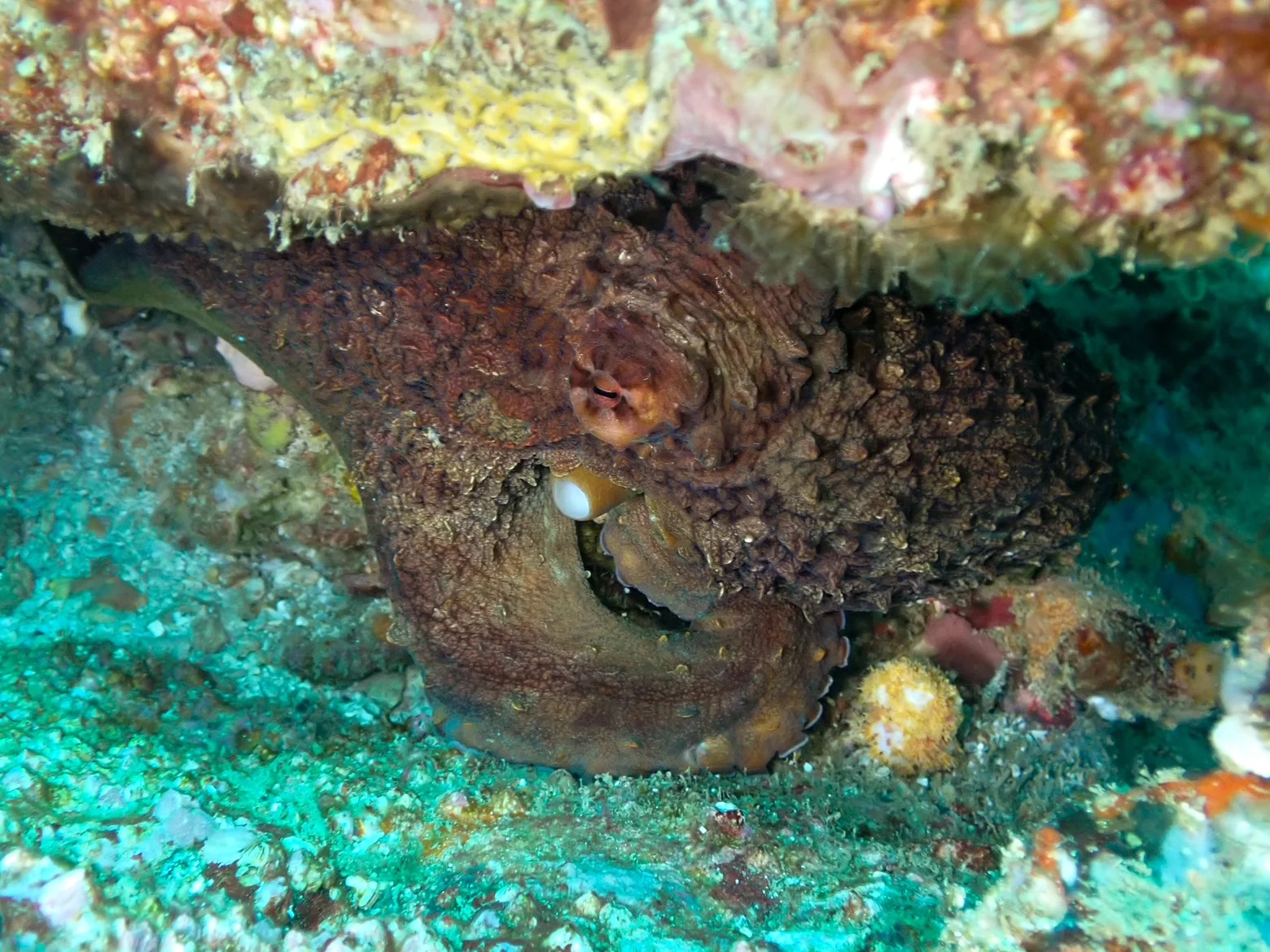 Mozambique underwater photography gallery image